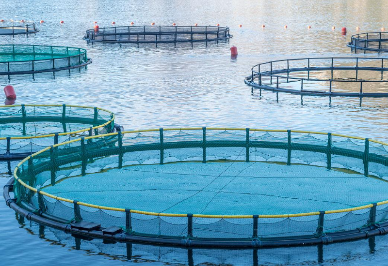 传统水产养殖与循环水养殖优缺点介绍(图3)